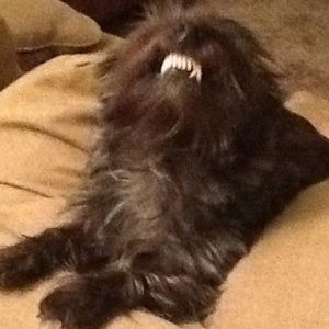 ZEUS LOVES OFFERS ! MAKES HIM SMILE !